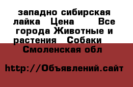 западно сибирская лайка › Цена ­ 0 - Все города Животные и растения » Собаки   . Смоленская обл.